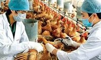 Во Вьетнаме усиливается профилактика и борьба с птичьим гриппом H7N9 и H5N1